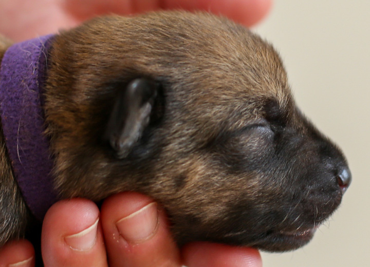 chinook puppy